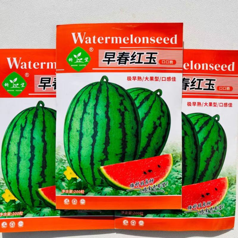 早春红玉西瓜种子早熟礼品小西瓜籽椭圆形薄皮高糖耐贮运大田