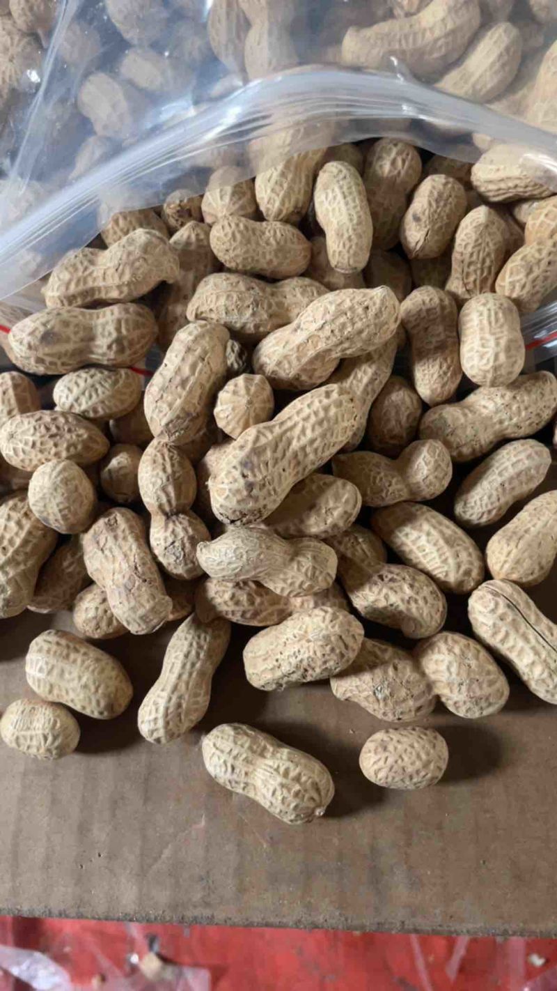 电商铁锅炒花生大颗粒支持一件貸发原味花生