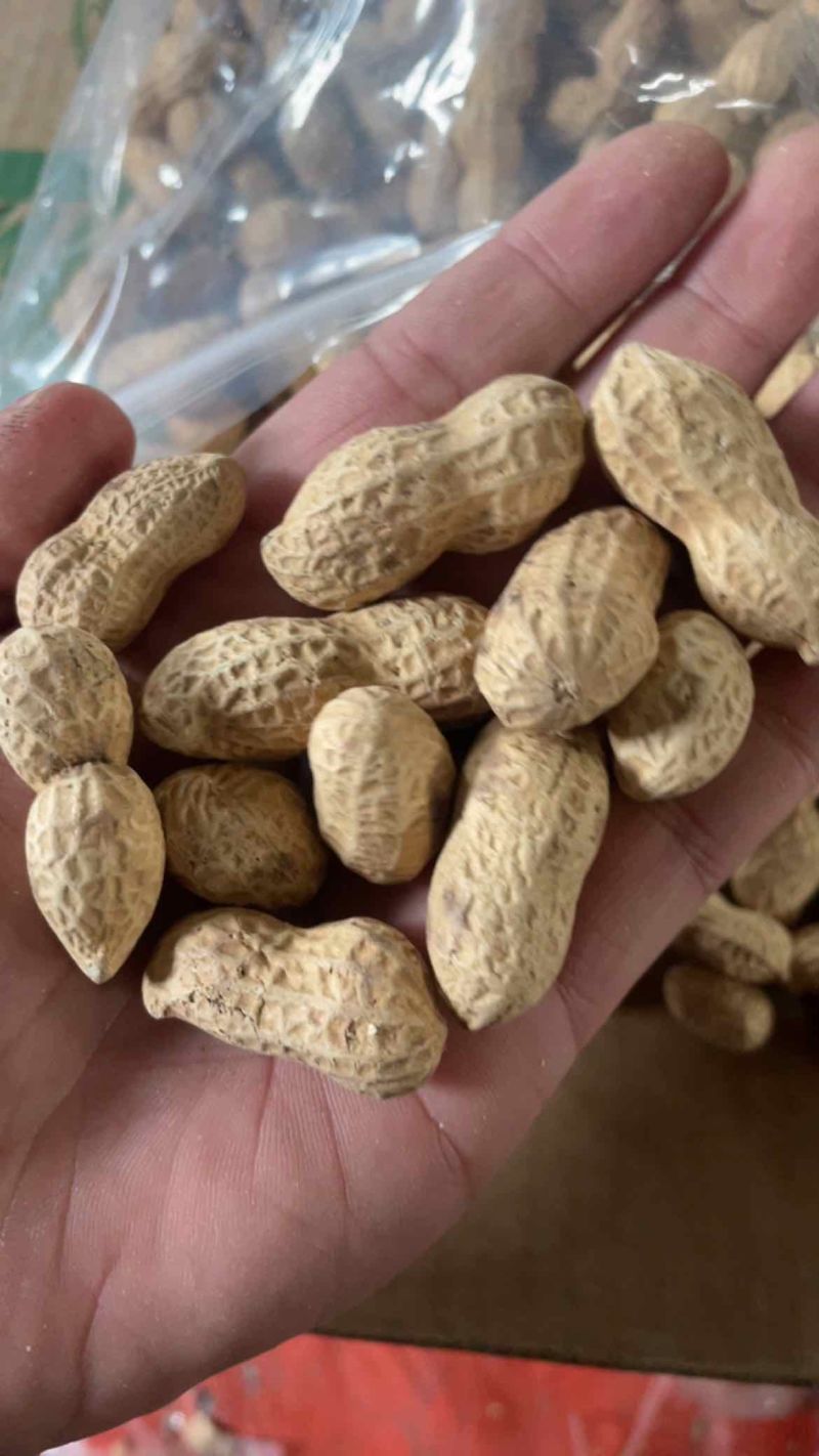 电商铁锅炒花生大颗粒支持一件貸发原味花生