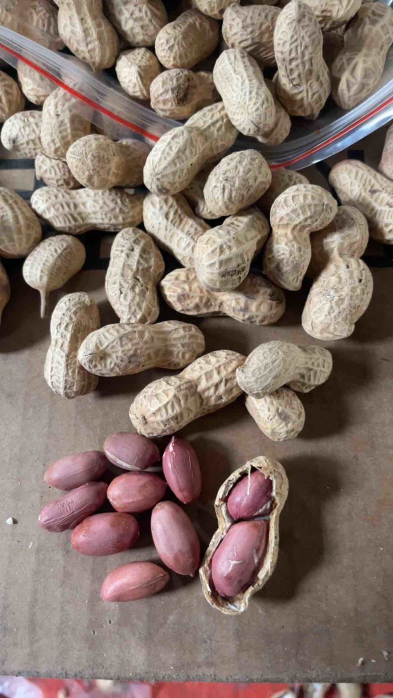 电商铁锅炒花生大颗粒支持一件貸发原味花生