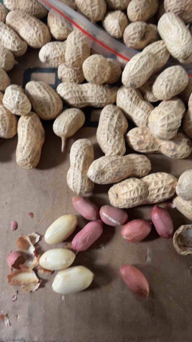 电商铁锅炒花生大颗粒支持一件貸发原味花生