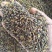新采摘药材黄柏种子