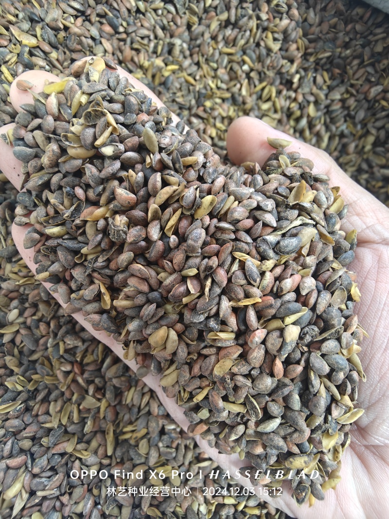 新采摘药材黄柏种子