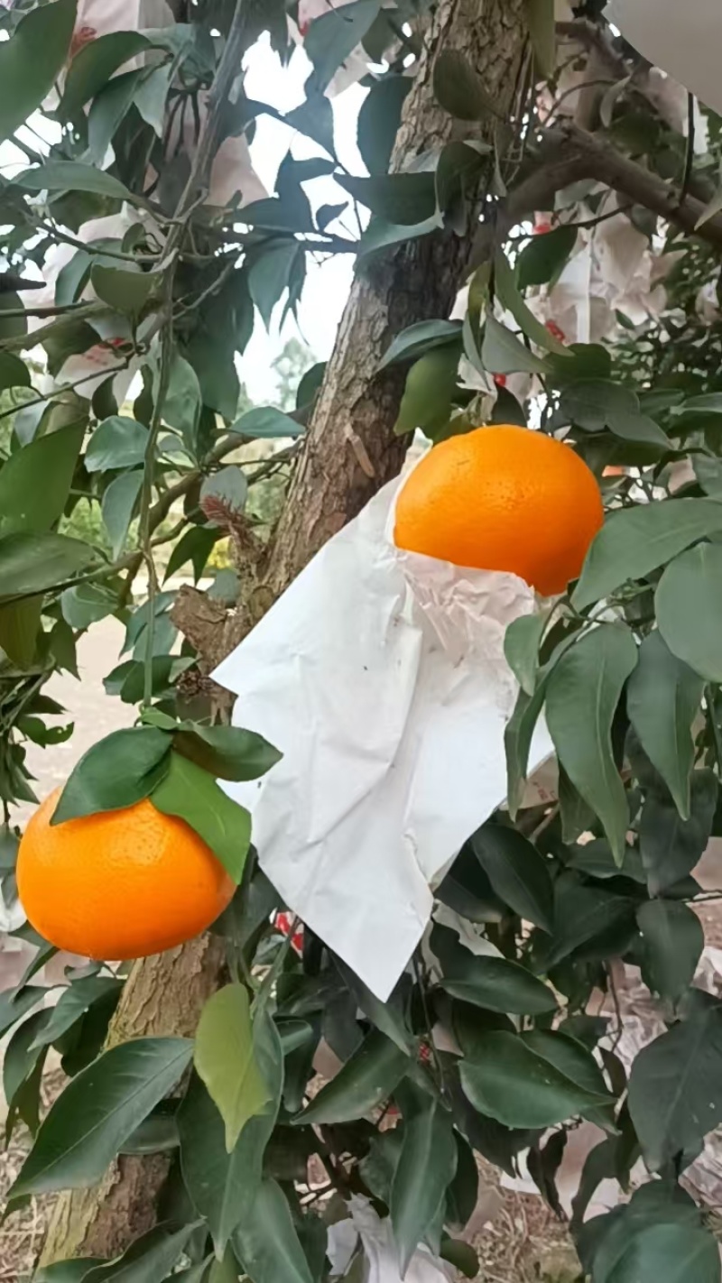 耙耙柑