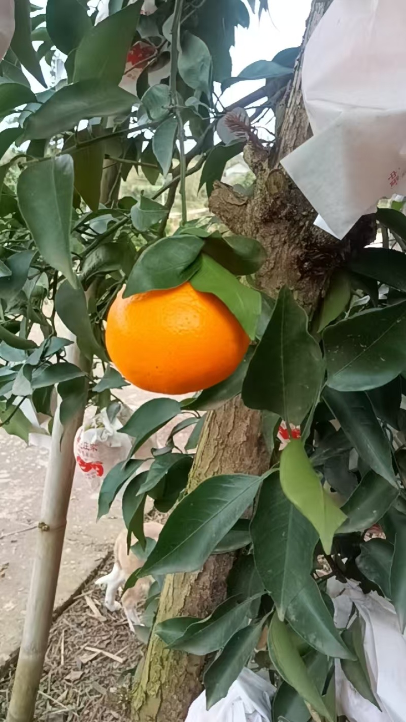 耙耙柑
