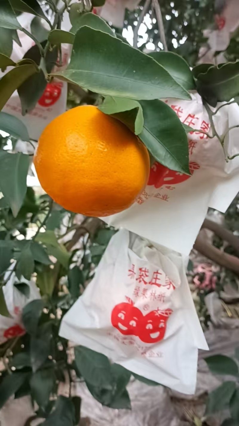 耙耙柑