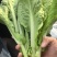 《白菜苔》小白菜苔安徽菜苔毛白菜苔常年供应一条龙服务