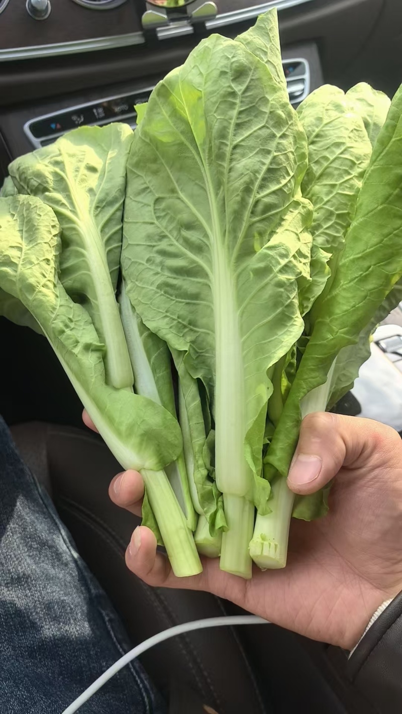 《白菜苔》小白菜苔安徽菜苔毛白菜苔常年供应一条龙服务