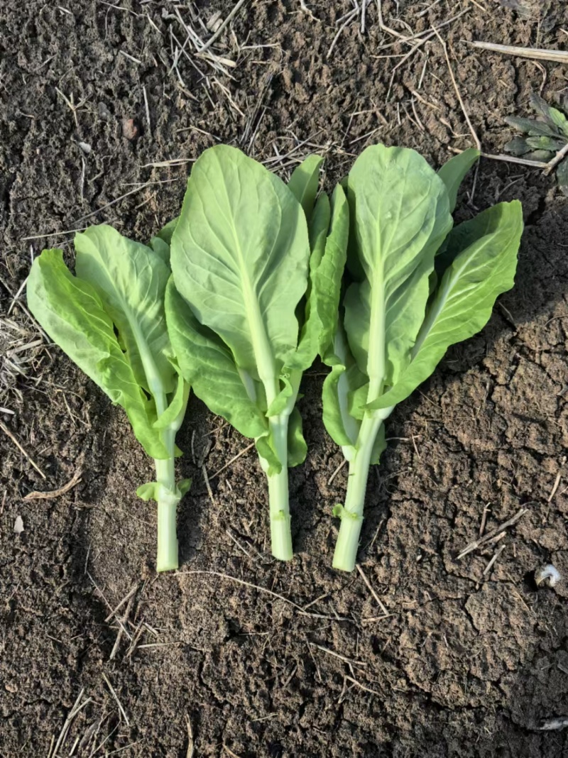 《白菜苔》小白菜苔安徽菜苔毛白菜苔常年供应一条龙服务