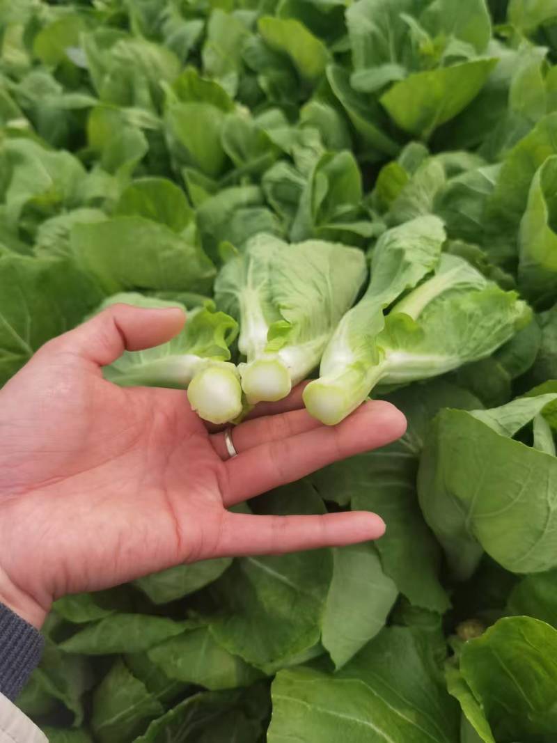 《白菜苔》小白菜苔安徽菜苔毛白菜苔常年供应一条龙服务