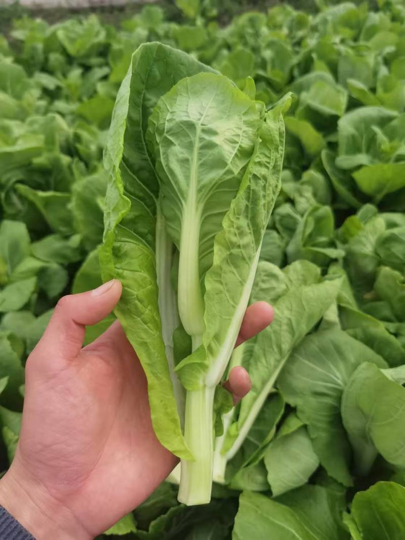 《白菜苔》小白菜苔安徽菜苔毛白菜苔常年供应一条龙服务