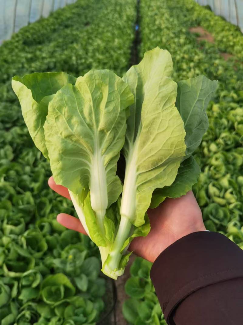 《白菜苔》小白菜苔安徽菜苔毛白菜苔常年供应一条龙服务