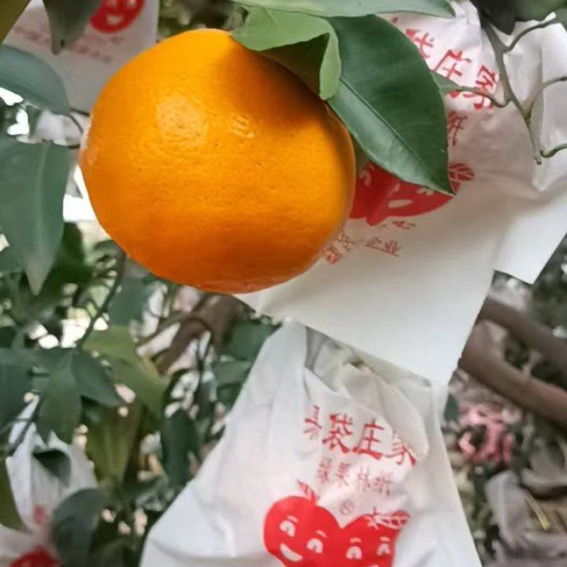 耙耙柑
