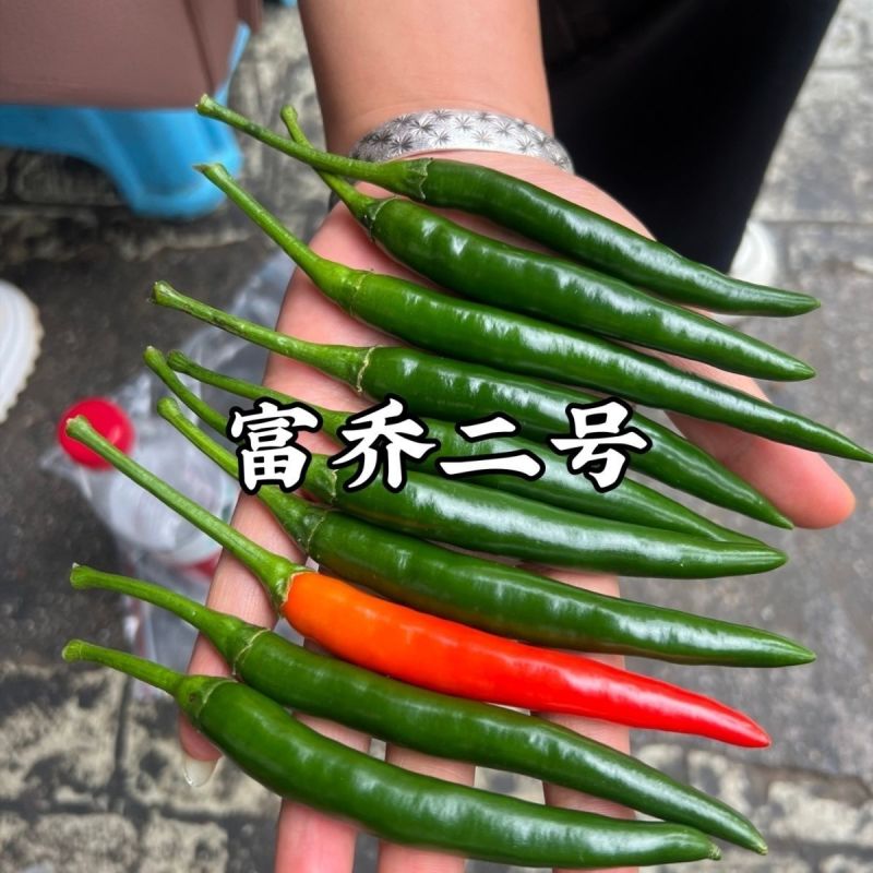 南方热销泰国进口朝天辣椒种子富乔二号大果朝天椒种籽高产抗