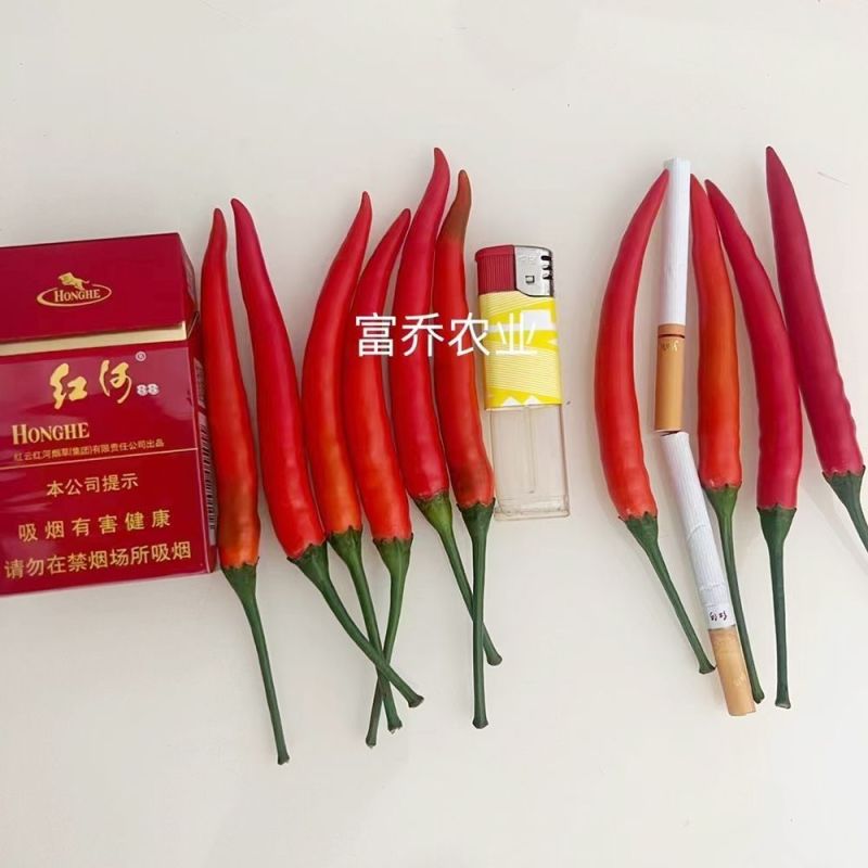 南方热销泰国进口朝天辣椒种子富乔二号大果朝天椒种籽高产抗