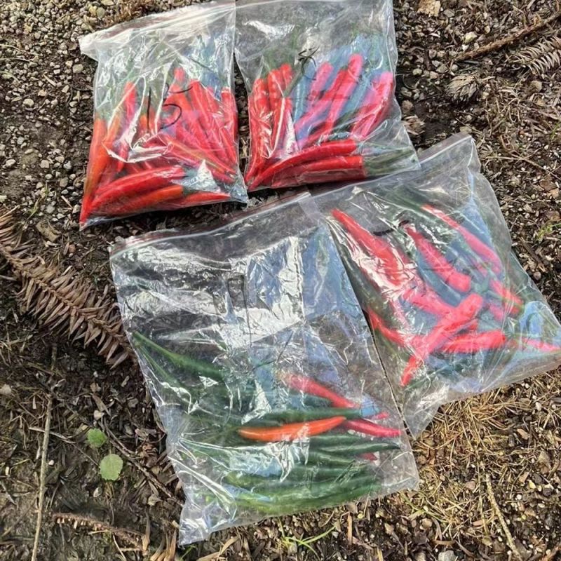 南方热销泰国进口朝天辣椒种子富乔二号大果朝天椒种籽高产抗