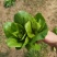 安徽油菜苔上海青苔菜心菜苔广东菜心基地现货供应中