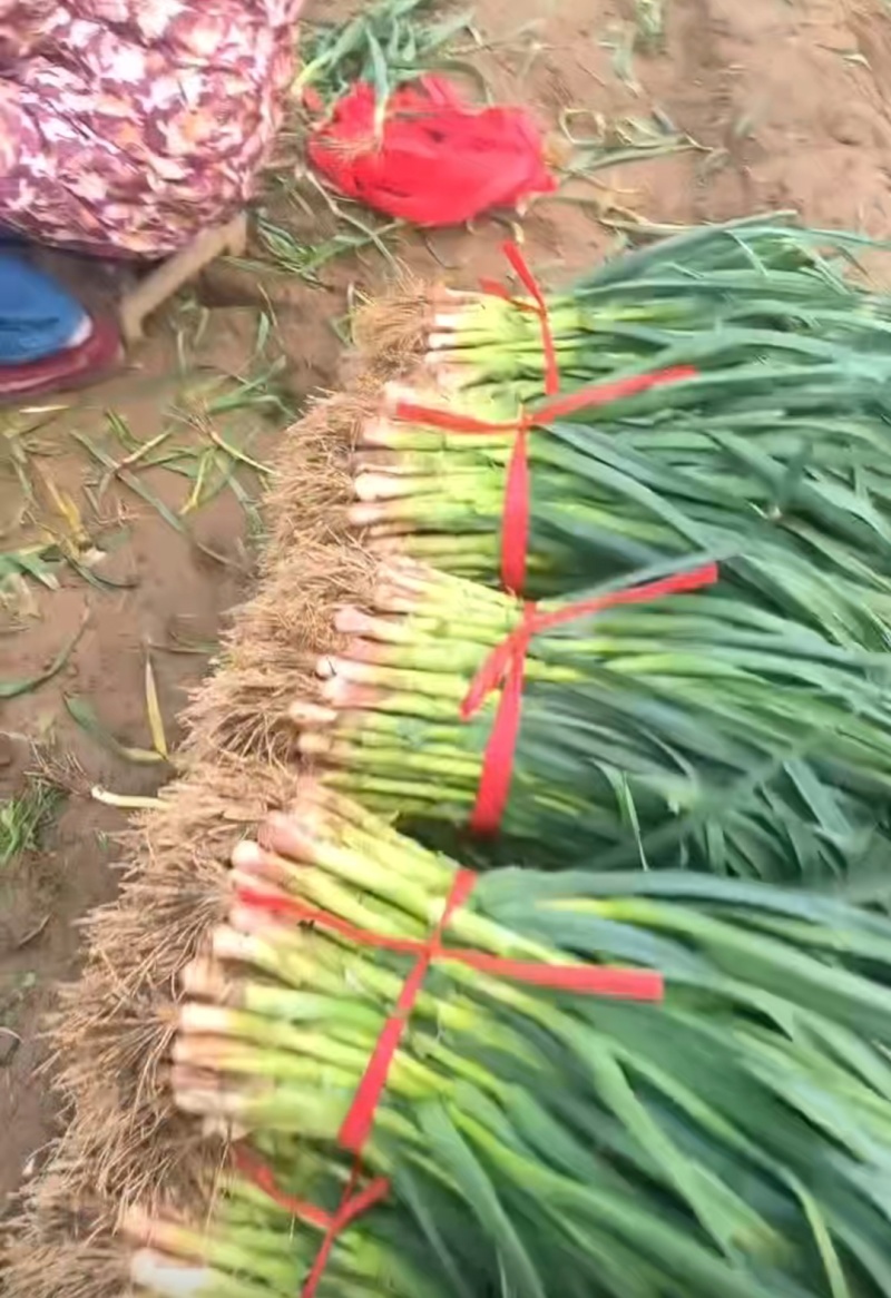 推荐河南禹州红根蒜苗产地直供量大从优实力代发全国