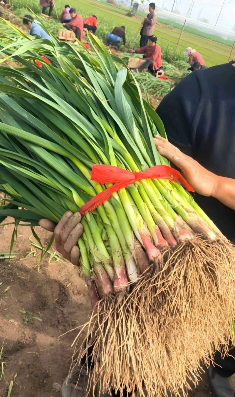 推荐河南禹州红根蒜苗产地直供量大从优实力代发全国