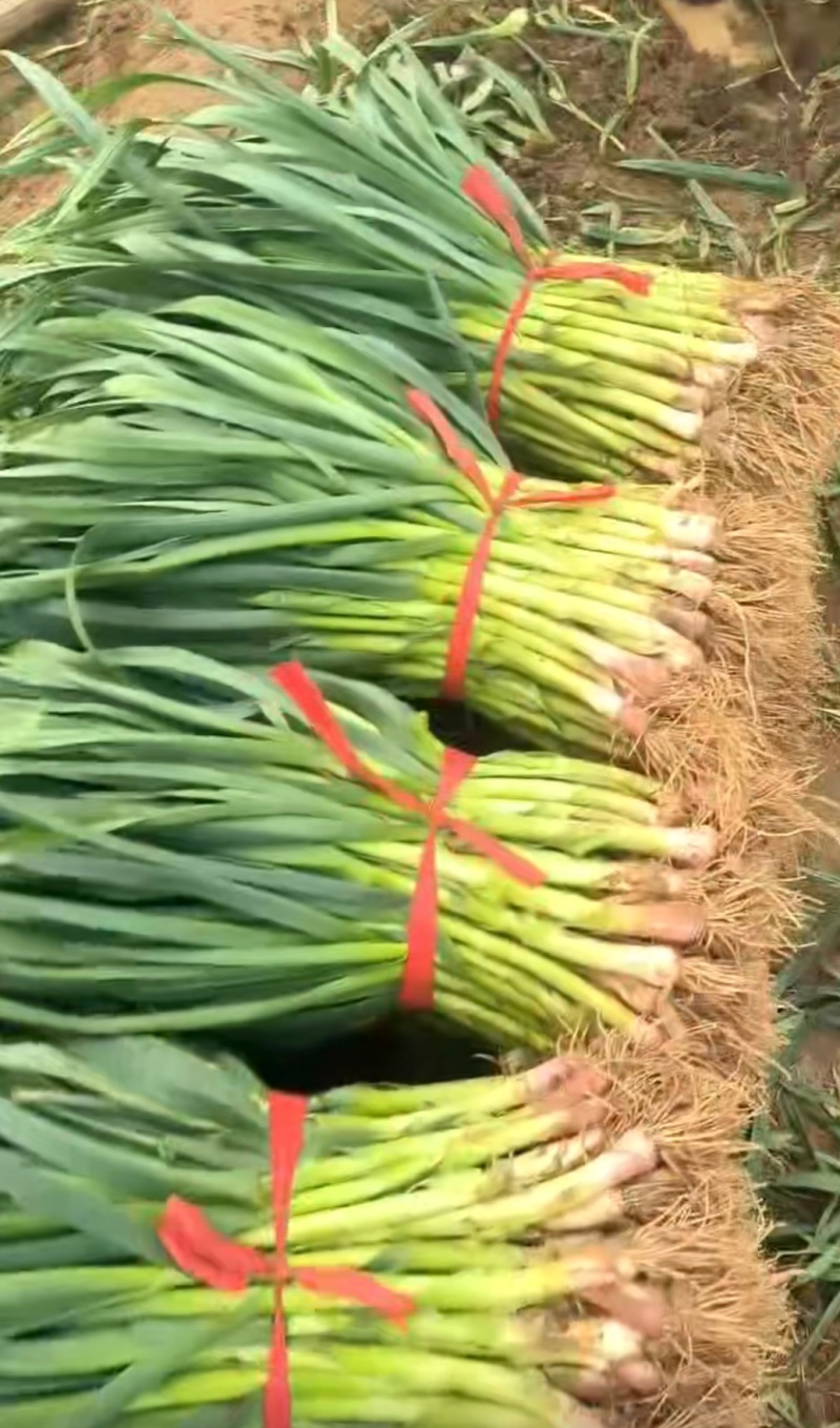 推荐河南禹州红根蒜苗产地直供量大从优实力代发全国
