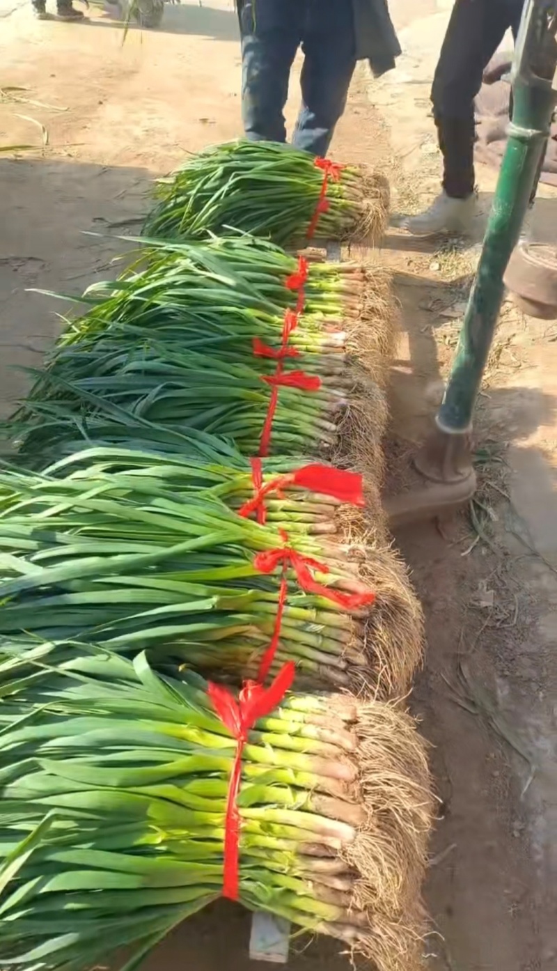推荐河南禹州红根蒜苗产地直供量大从优实力代发全国