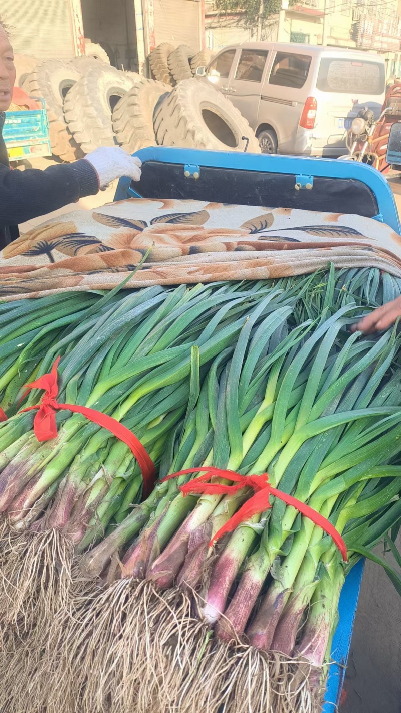 推荐河南禹州红根蒜苗产地直供量大从优实力代发全国
