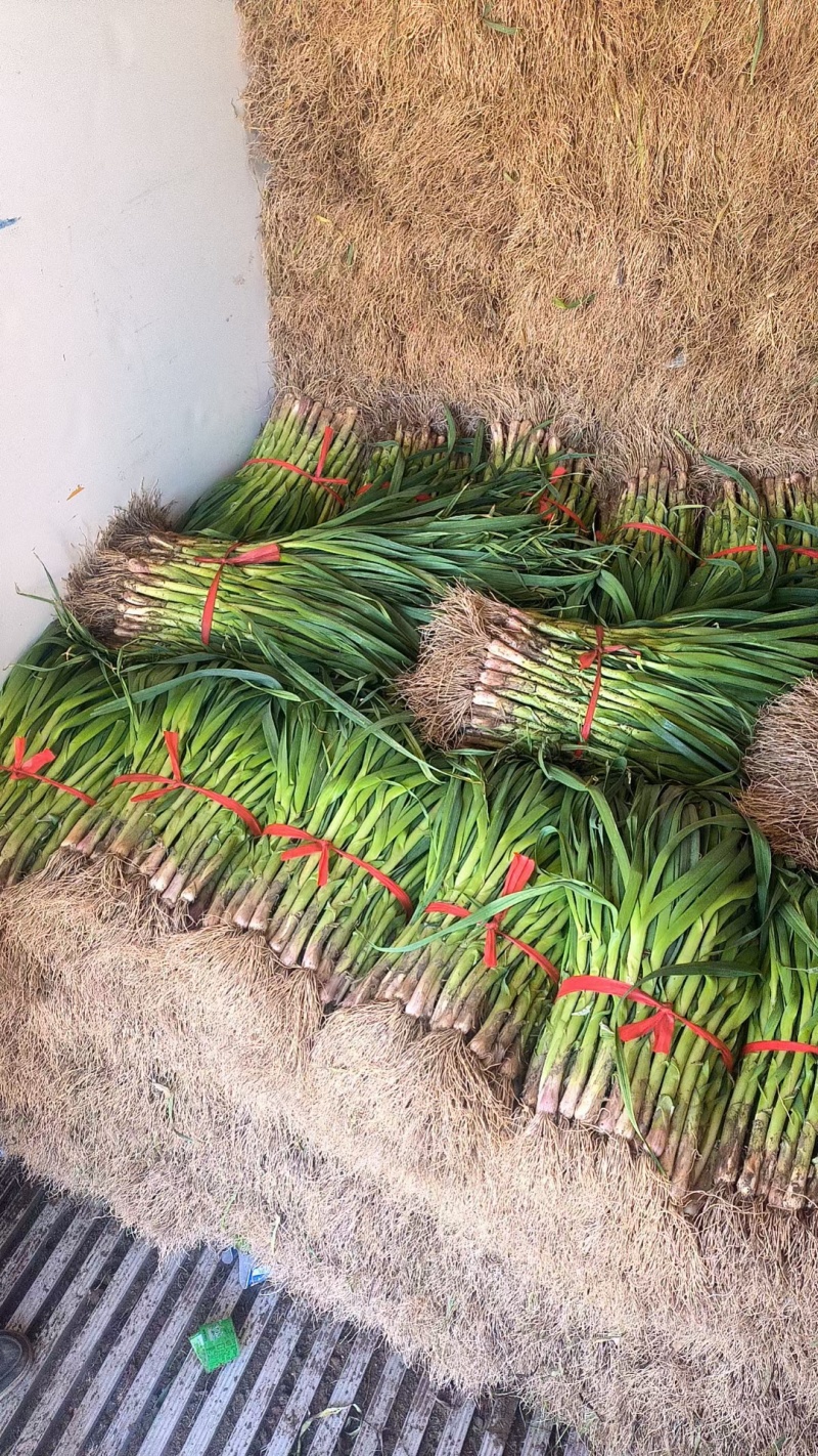 推荐河南禹州红根蒜苗产地直供量大从优实力代发全国