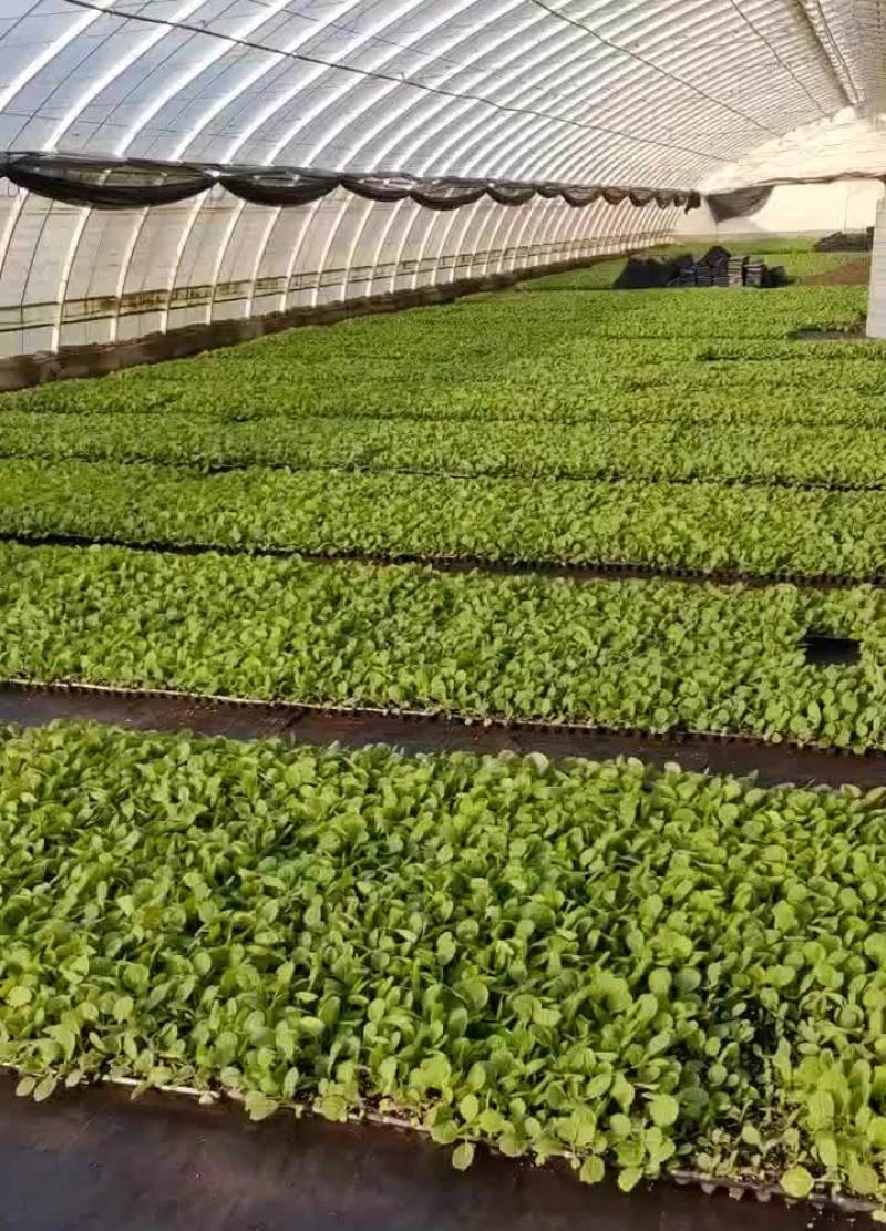 平包甘蓝苗/圆包甘蓝苗基地直发/提供技术/对接全国各地