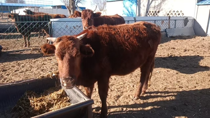 鄂尔多斯本地牛肉土牛肉整只宰杀发货全国发货