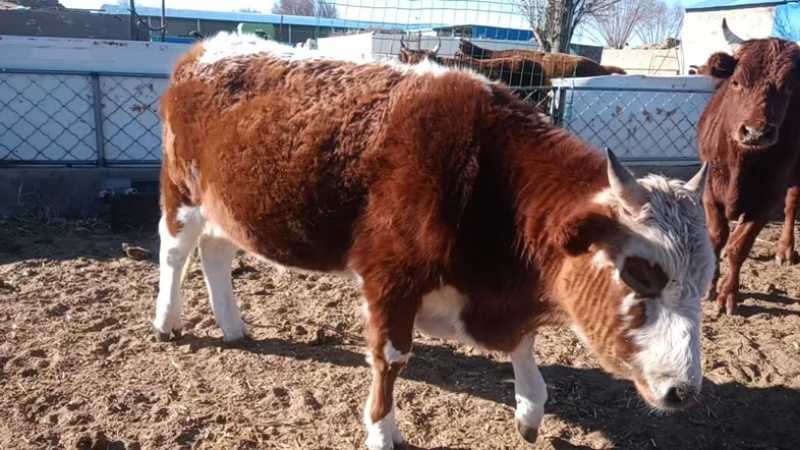鄂尔多斯本地牛肉土牛肉整只宰杀发货全国发货