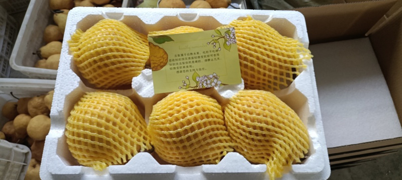 中华丑梨一件代发品质保证量大价优脆甜多汁欢迎来电洽谈