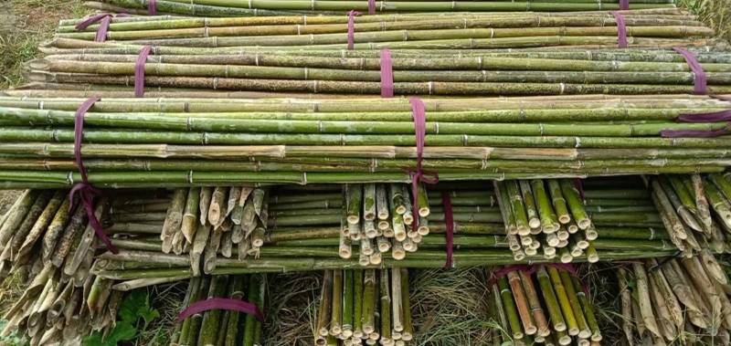 【精品竹竿】竹竿、冬瓜架、西红柿架、植树竿