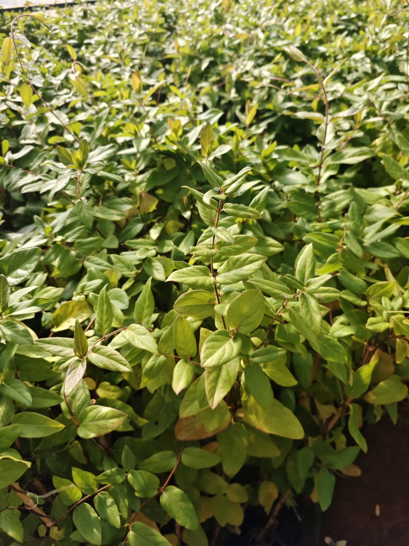 金银花