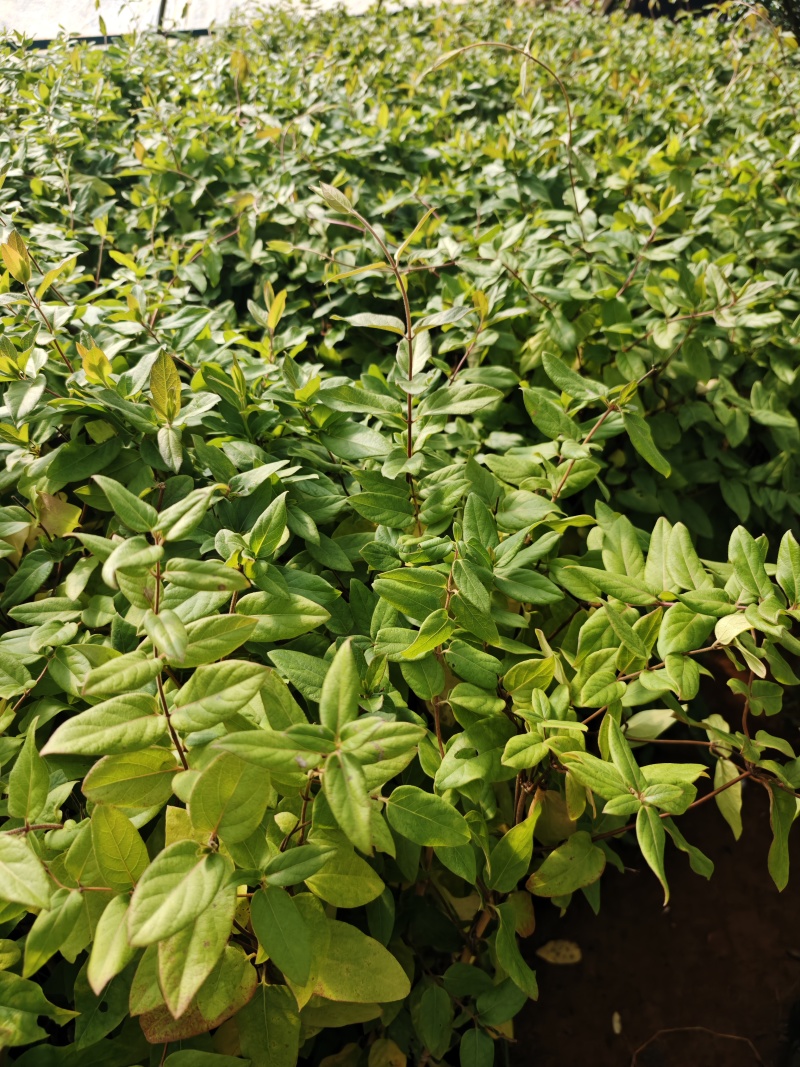 金银花