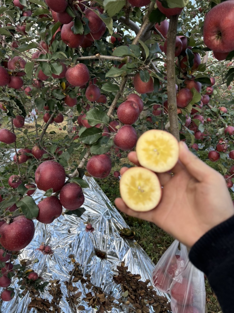 云南昭通精品丑苹果货源充足对接各大商超大大从优