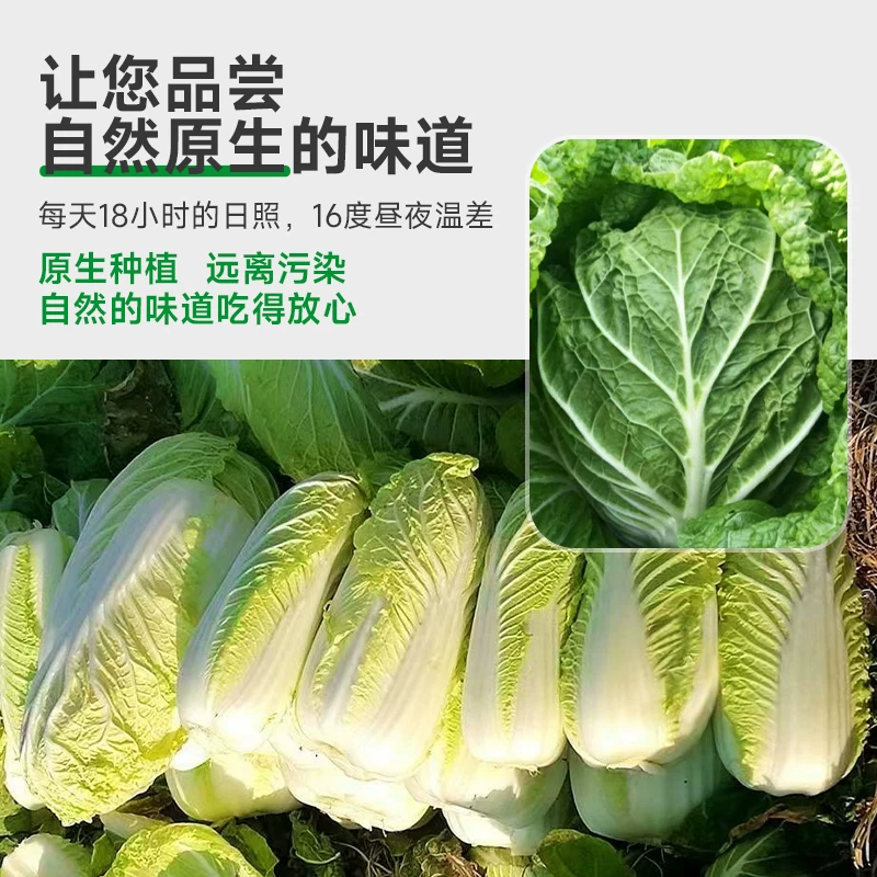 白菜黄心大白菜产地看货论价保质保量欢迎订购
