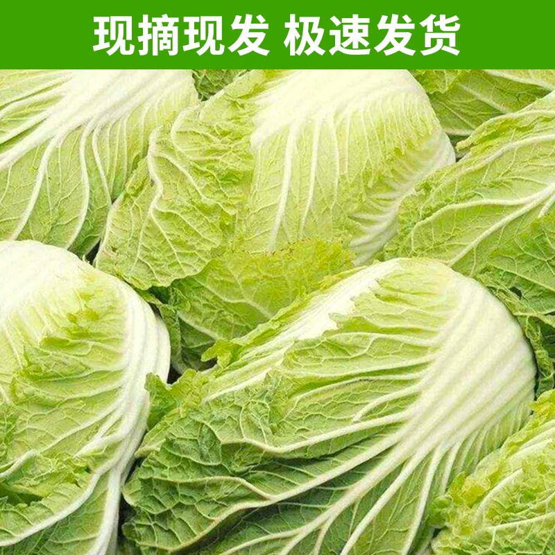 白菜黄心大白菜产地看货论价保质保量欢迎订购
