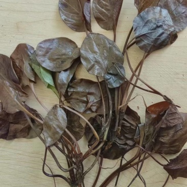鹿蹄草现货，有需要的找我。
