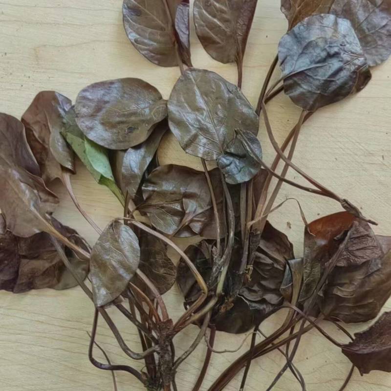 鹿蹄草现货，有需要的找我。