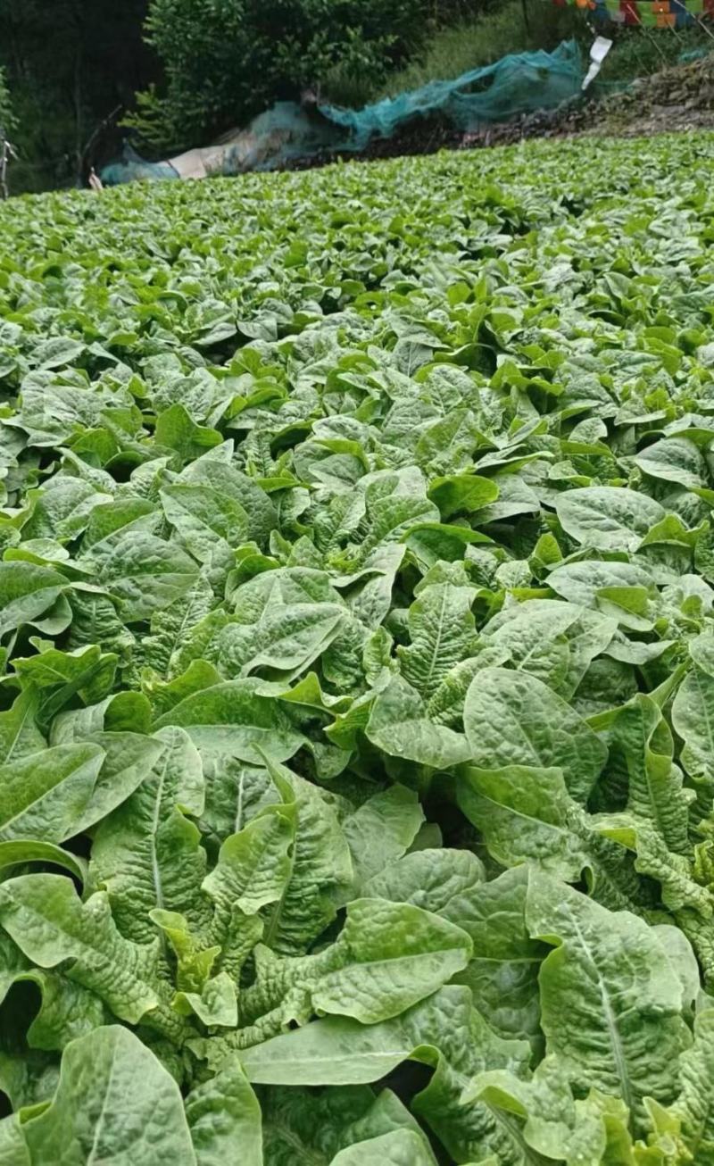莴笋种子大莴莴叶用莴笋耐抽苔香甜脆柔软可口四季可种