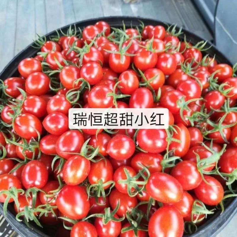 圣女果苗小西红柿苗采摘口感好的小西红柿番茄苗特色小西红柿