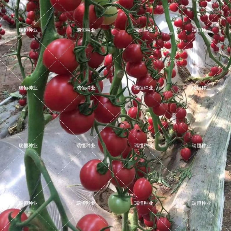 圣女果苗小西红柿苗采摘口感好的小西红柿番茄苗特色小西红柿