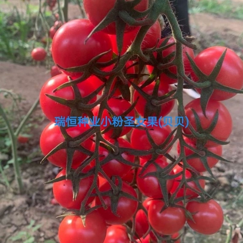 圣女果苗小西红柿苗采摘口感好的小西红柿番茄苗特色小西红柿