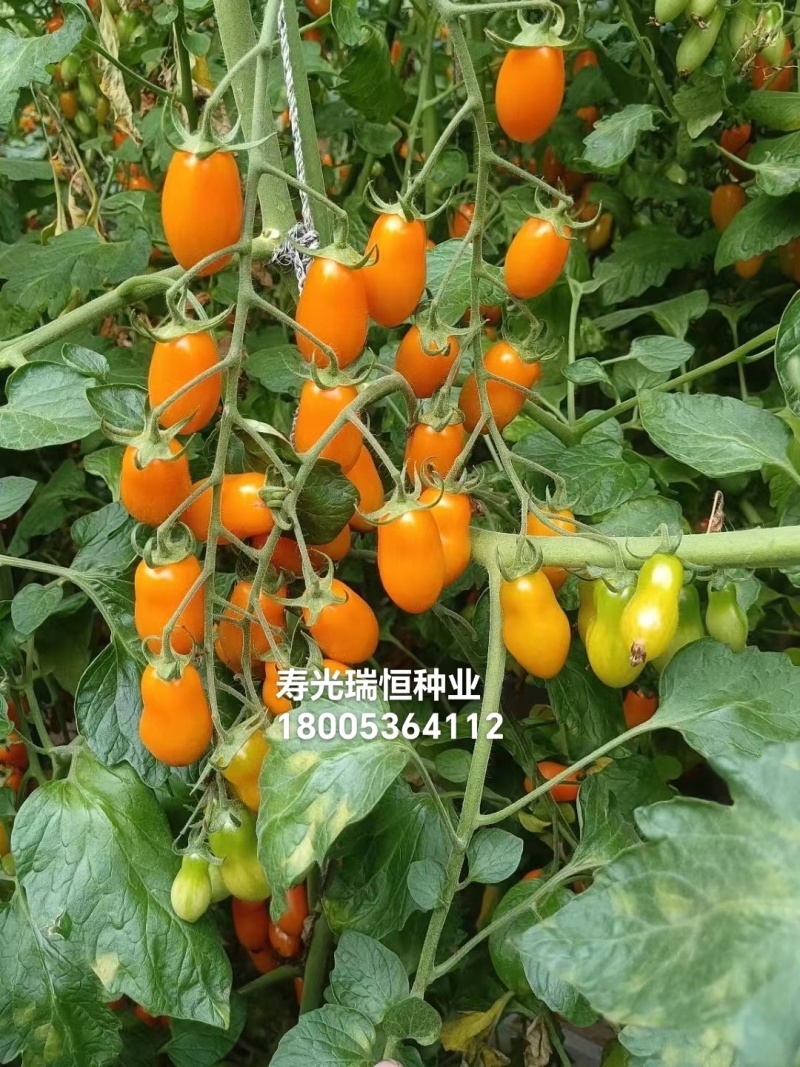 圣女果苗小西红柿苗采摘口感好的小西红柿番茄苗特色小西红柿