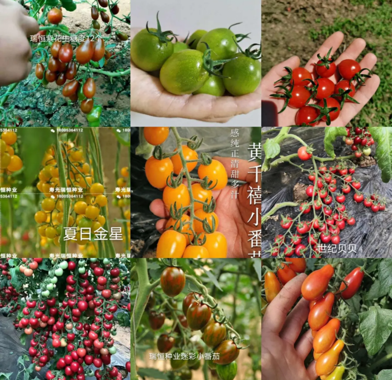 圣女果苗小西红柿苗采摘口感好的小西红柿番茄苗特色小西红柿