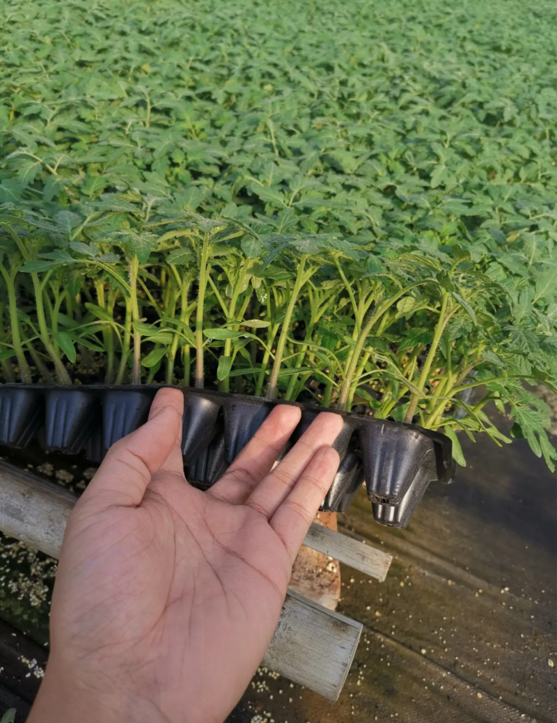 圣女果苗小西红柿苗采摘口感好的小西红柿番茄苗特色小西红柿