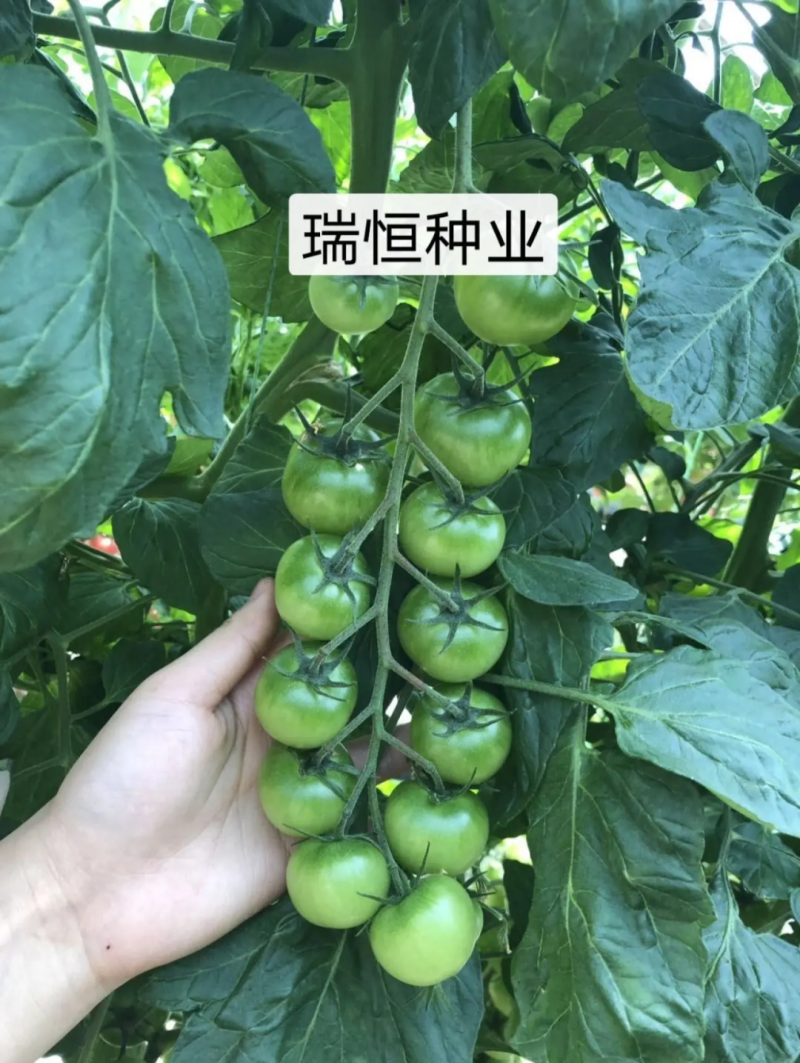 圣女果苗小西红柿苗采摘口感好的小西红柿番茄苗特色小西红柿