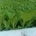 云南白菜苗/品种齐全/成活率高/苗场现挖/好养耐活抗病