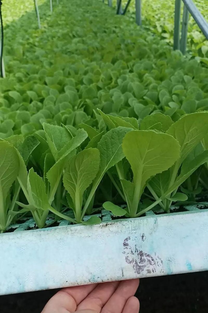 云南白菜苗/品种齐全/成活率高/苗场现挖/好养耐活抗病