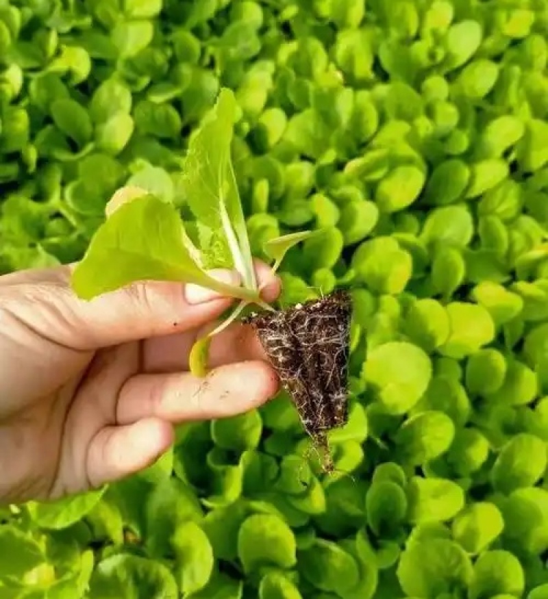 云南白菜苗/品种齐全/成活率高/苗场现挖/好养耐活抗病